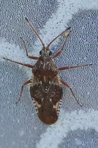 <i>Physatocheila dumetorum</i>