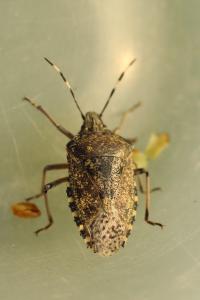 <i>Rhaphigaster nebulosa</i>