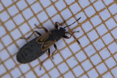 <i>Ischnodemus sabuleti</i>