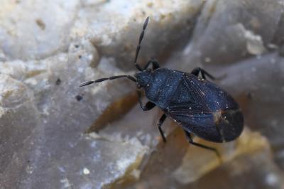 <i>Drymus ryeii</i>