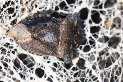 Pentatoma rufipes