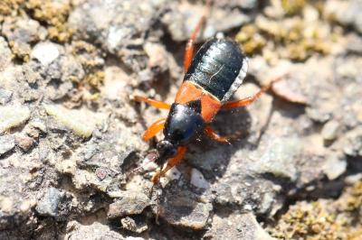 <i>Prostemma guttula</i>