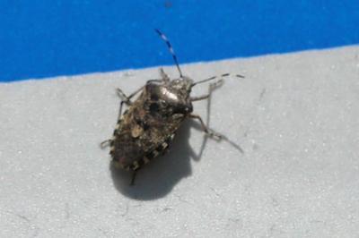<i>Rhaphigaster nebulosa</i>