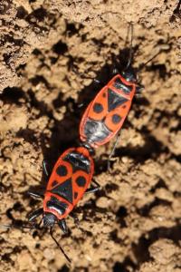 <i>Pyrrhocoris apterus</i>