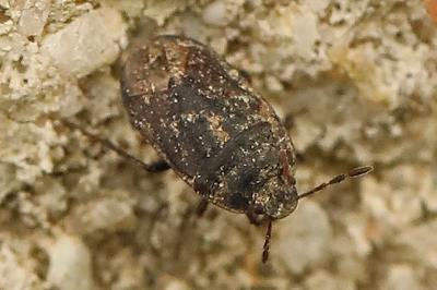 <i>Ochetostethus</i>
