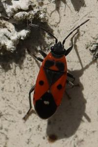 <i>Melanocoryphus albomaculatus</i>