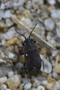 <i>Stygnocoris fuligineus</i>
