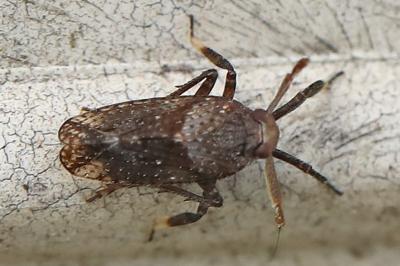 <i>Asiraca clavicornis</i>