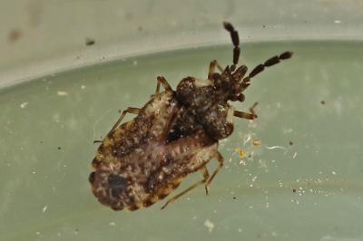 <i>Aradus depressus</i>