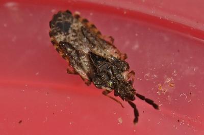 <i>Aradus depressus</i>