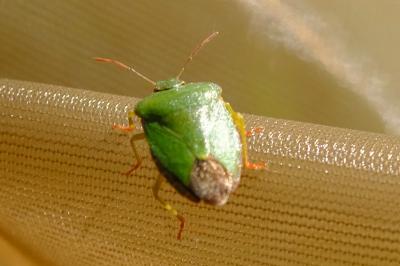 <i>Palomena prasina</i>
