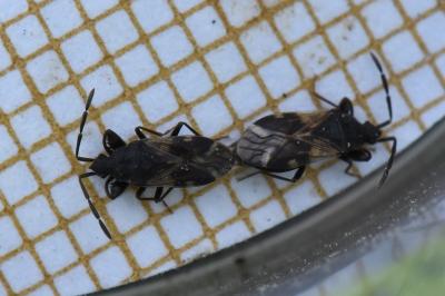Taphropeltus contractus