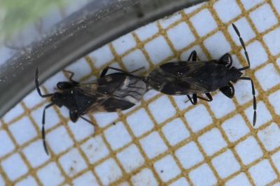 <i>Taphropeltus contractus</i>