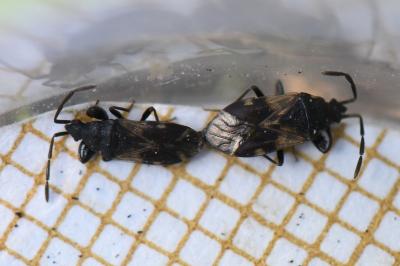 <i>Taphropeltus contractus</i>