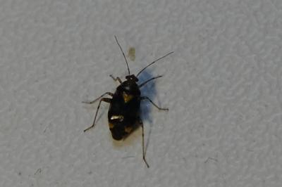 <i>Liocoris tripustulatus</i>