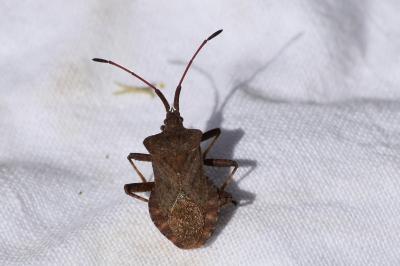 <i>Coreus marginatus</i>