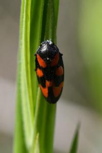 <i>Cercopis vulnerata</i>