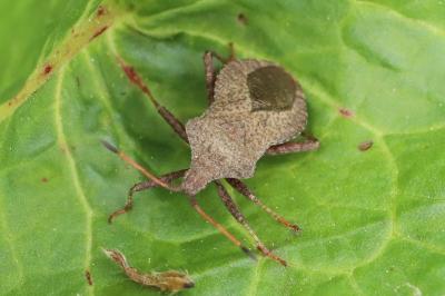 <i>Coreus marginatus</i>