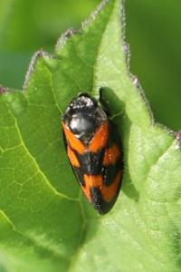<i>Cercopis vulnerata</i>