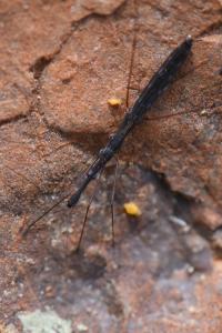 <i>Hydrometra stagnorum</i>