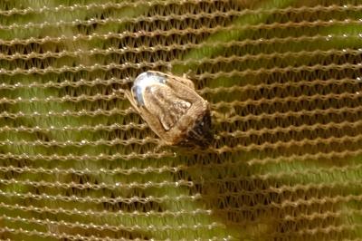 <i>Neottiglossa leporina</i>
