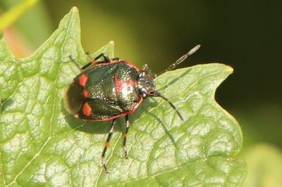 <i>Eurydema oleracea</i>