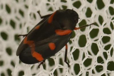 <i>Cercopis intermedia</i>