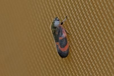 <i>Haematoloma dorsata</i>