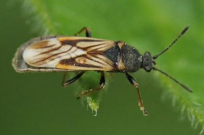 <i>Ischnodemus sabuleti</i>