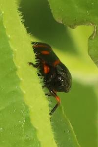 <i>Cercopis intermedia</i>