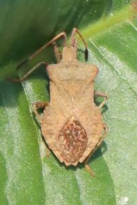 <i>Coreus marginatus</i>