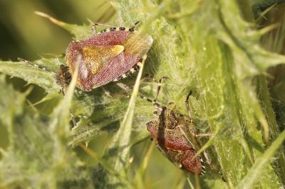 <i>Dolycoris baccarum</i>
