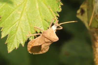 <i>Coreus marginatus</i>