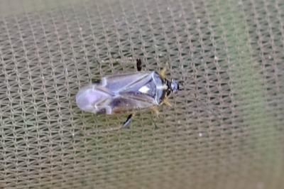 <i>Harpocera thoracica</i>