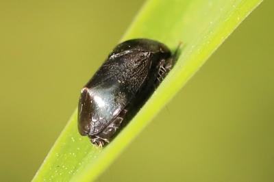 <i>Penthimia nigra</i>