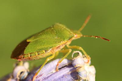 <i>Palomena prasina</i>