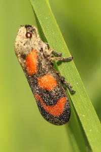 <i>Cercopis vulnerata</i>