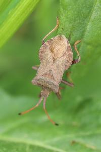 <i>Coreus marginatus</i>