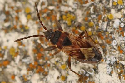 <i>Scolopostethus</i>