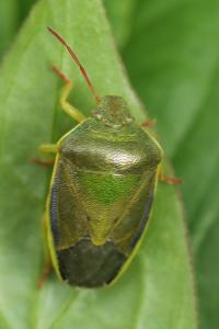 <i>Piezodorus lituratus</i>