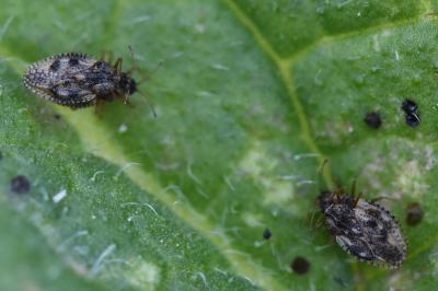 <i>Dictyla humuli</i>