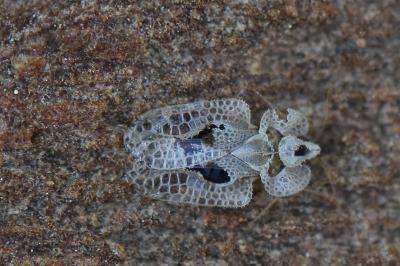 <i>Corythucha ciliata</i>