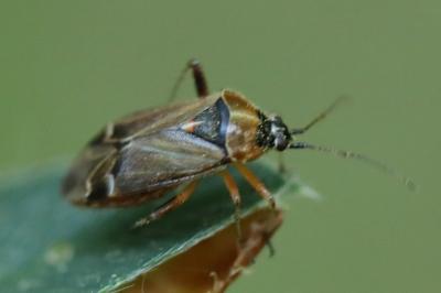 <i>Harpocera thoracica</i>