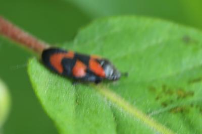 <i>Cercopis vulnerata</i>