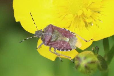 <i>Dolycoris baccarum</i>