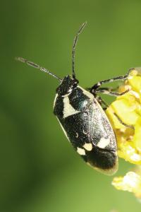 <i>Eurydema oleracea</i>