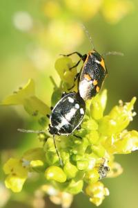 <i>Eurydema oleracea</i>