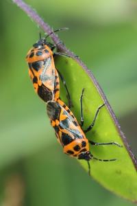 <i>Eurydema ornata</i>