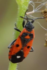 <i>Melanocoryphus albomaculatus</i>