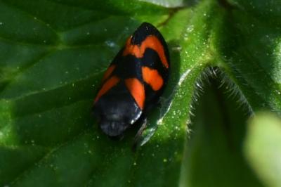 <i>Cercopis vulnerata</i>